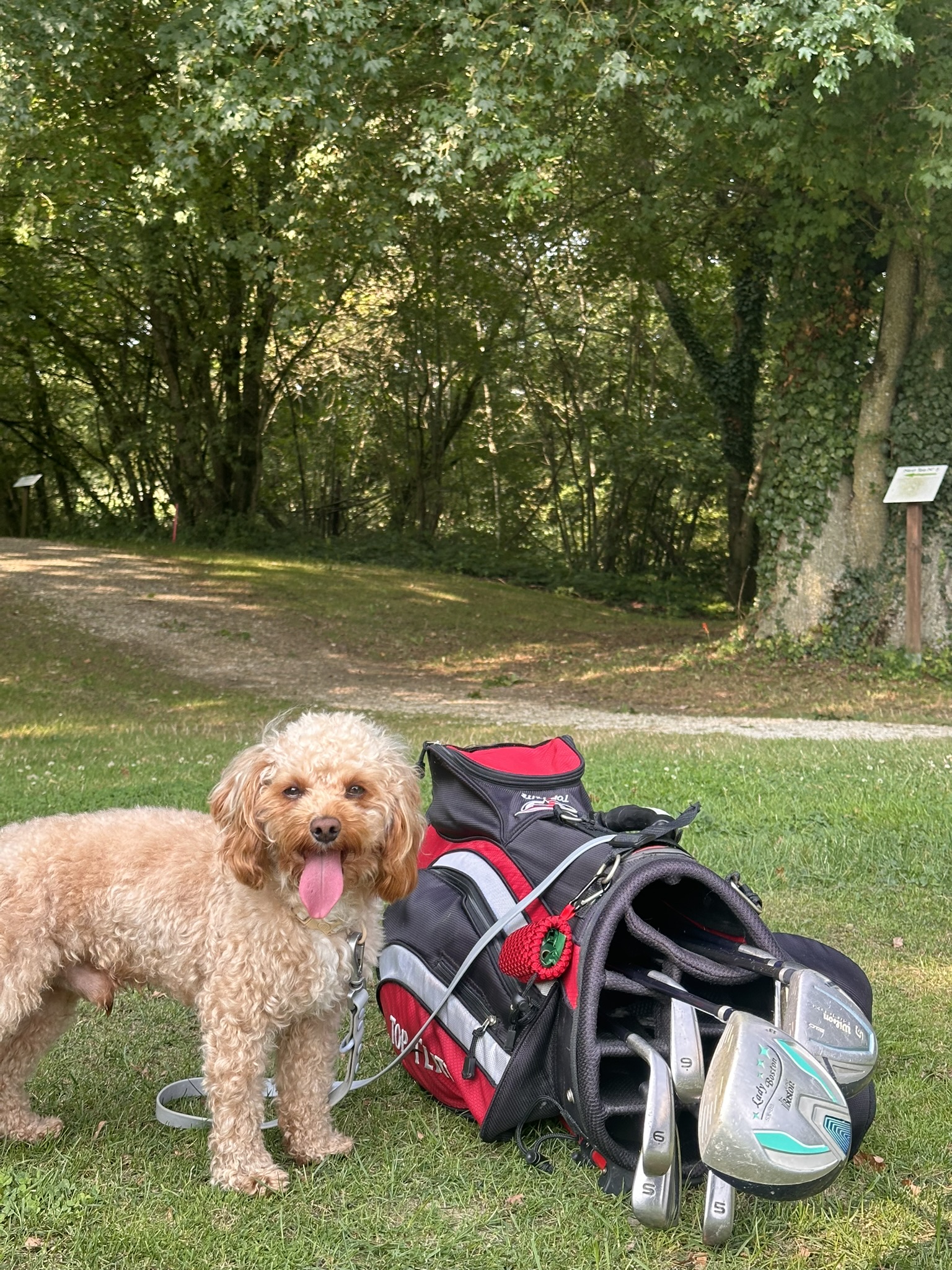 A picture of Simba (pet dog) on the golf course