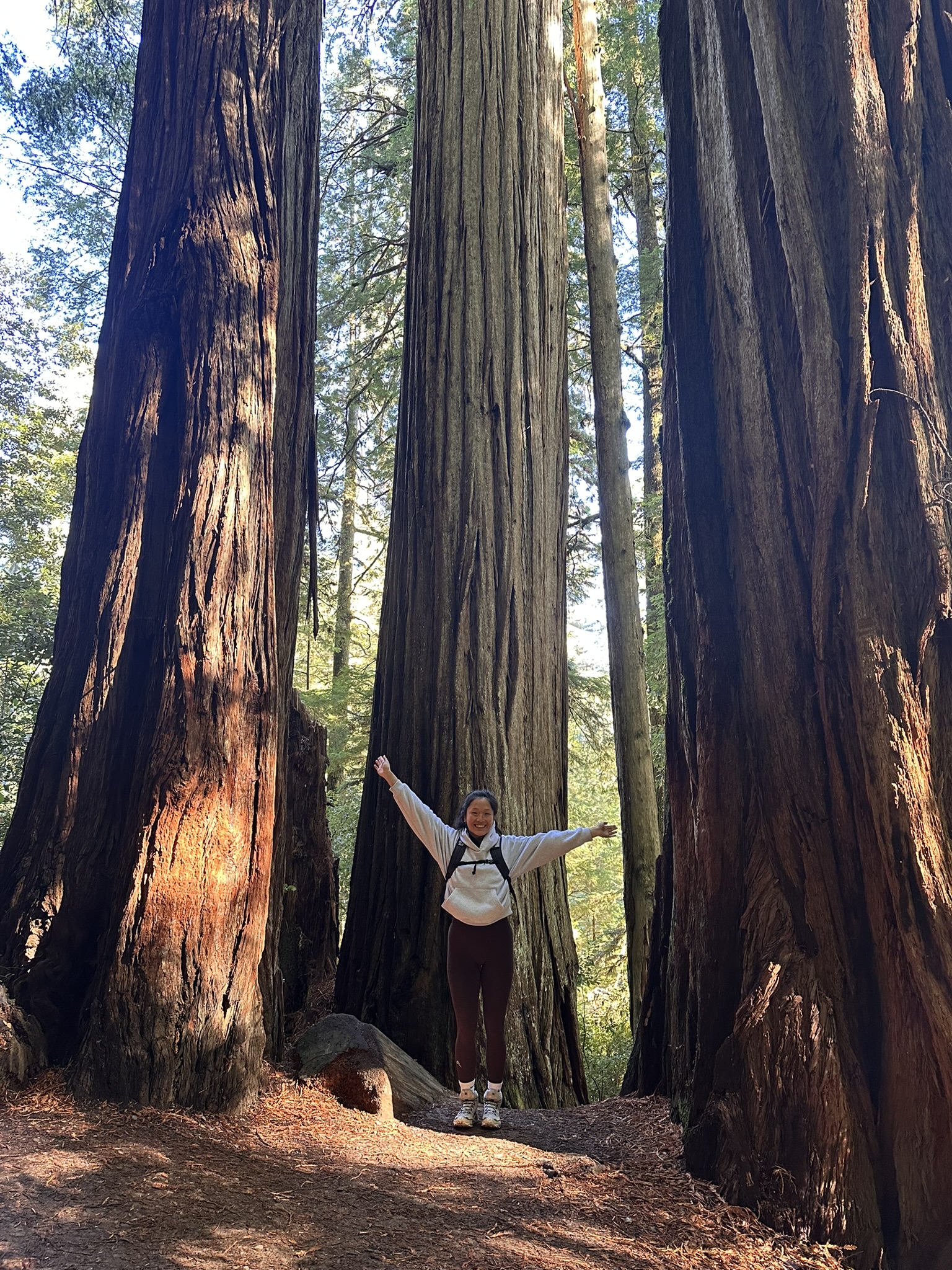 A picture of me infront of a big redwood tree